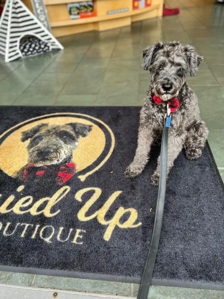 Gussied Up Pet Boutique In Atlanta Georgia.